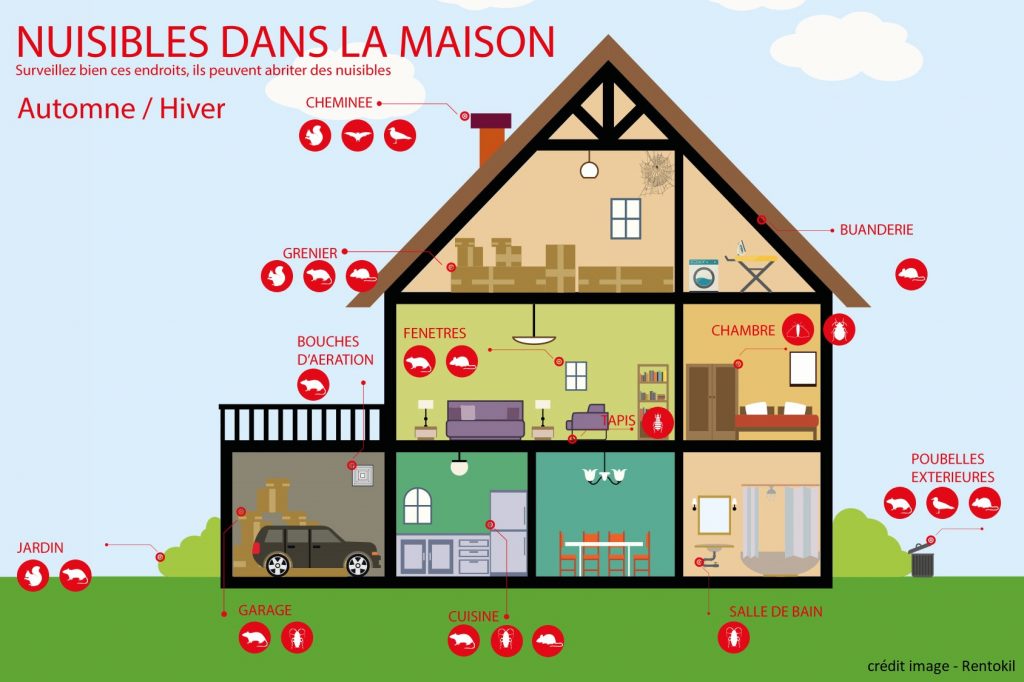 nuisibles-hiver-maison-info